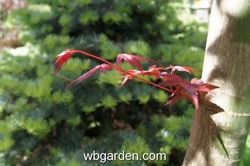wbgarden spring 74.JPG